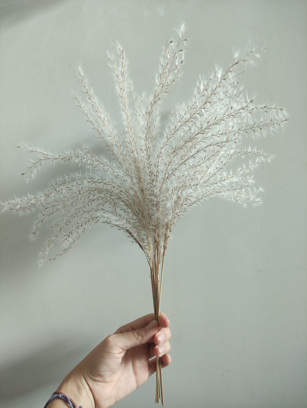 Ramo de Pampas Miscanthus Varios Colores
