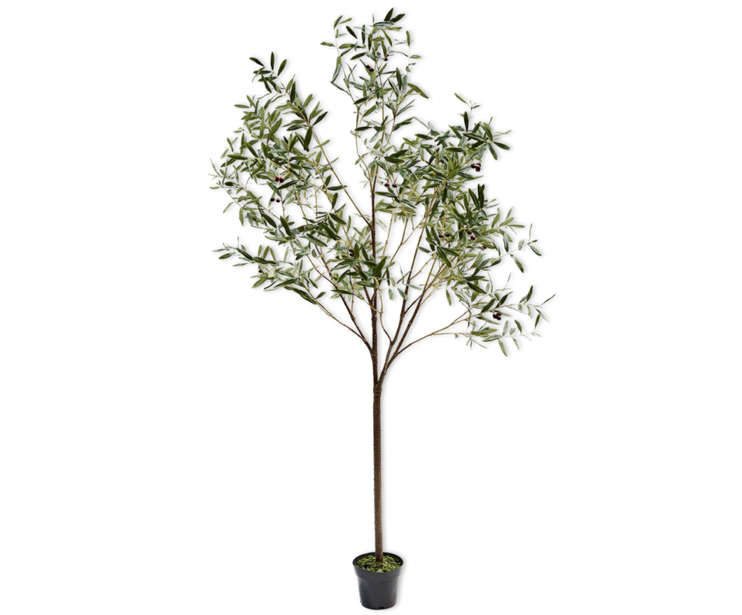 Árbol Olivo Aceitunero