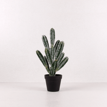 Cargar imagen en el visor de la galería, Cactus Peludo Pequeño
