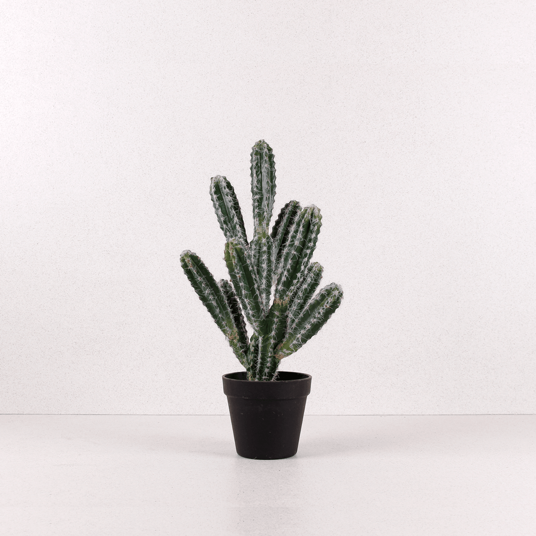 Cactus Peludo Pequeño