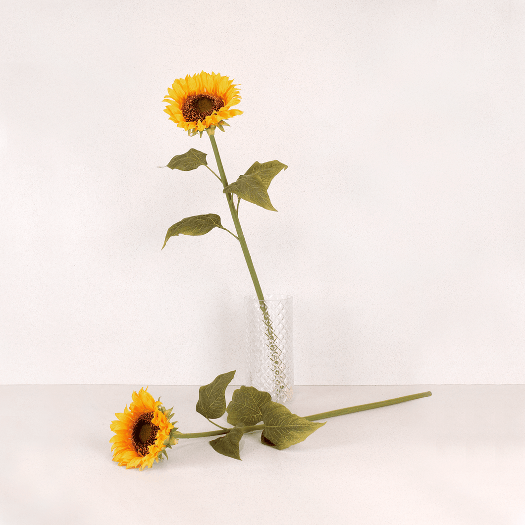 Girasol