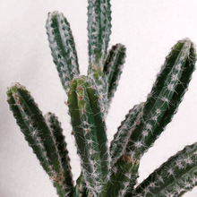 Cargar imagen en el visor de la galería, Cactus Peludo Pequeño
