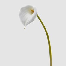 Cargar imagen en el visor de la galería, Calla blanca
