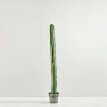 Cargar imagen en el visor de la galería, Cactus Columnar Alto
