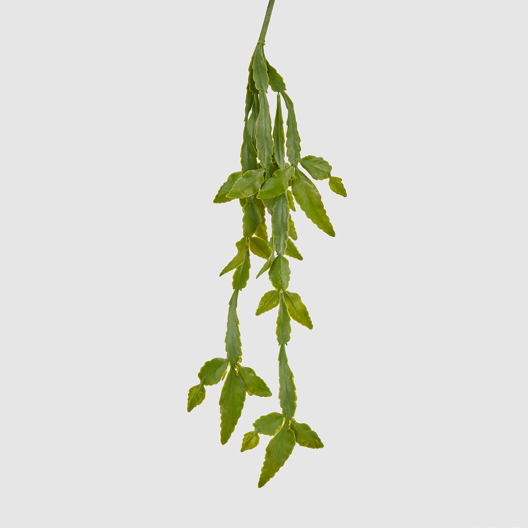 Epiphyllum Artificial