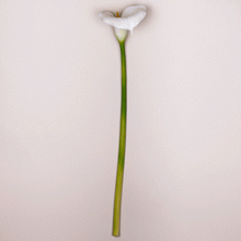 Cargar imagen en el visor de la galería, Calla
