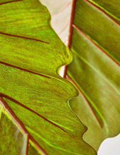 Cargar imagen en el visor de la galería, Captura De Pantalla 2020 05 14 A Las 19.09.15
