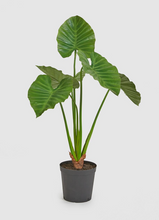 Cargar imagen en el visor de la galería, Planta Alocasia Artificial Hiperrealista

