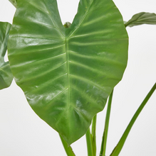 Cargar imagen en el visor de la galería, Planta Alocasia Artificial Hiperrealista
