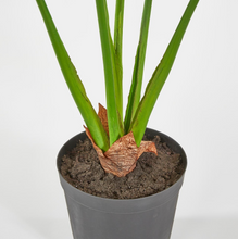Cargar imagen en el visor de la galería, Planta Alocasia Artificial Hiperrealista
