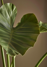 Cargar imagen en el visor de la galería, Planta Alocasia Artificial Hiperrealista
