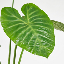 Cargar imagen en el visor de la galería, Planta Alocasia Artificial Hiperrealista
