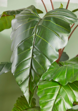 Cargar imagen en el visor de la galería, Plantas Alocasias Artificiales
