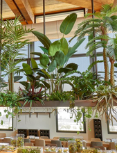 Cargar imagen en el visor de la galería, Planta Strelizia Artificial
