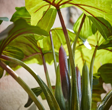 Cargar imagen en el visor de la galería, Planta Alocasia gigante Artificial

