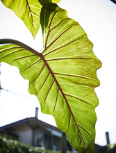 Cargar imagen en el visor de la galería, Planta Alocasia gigante Artificial
