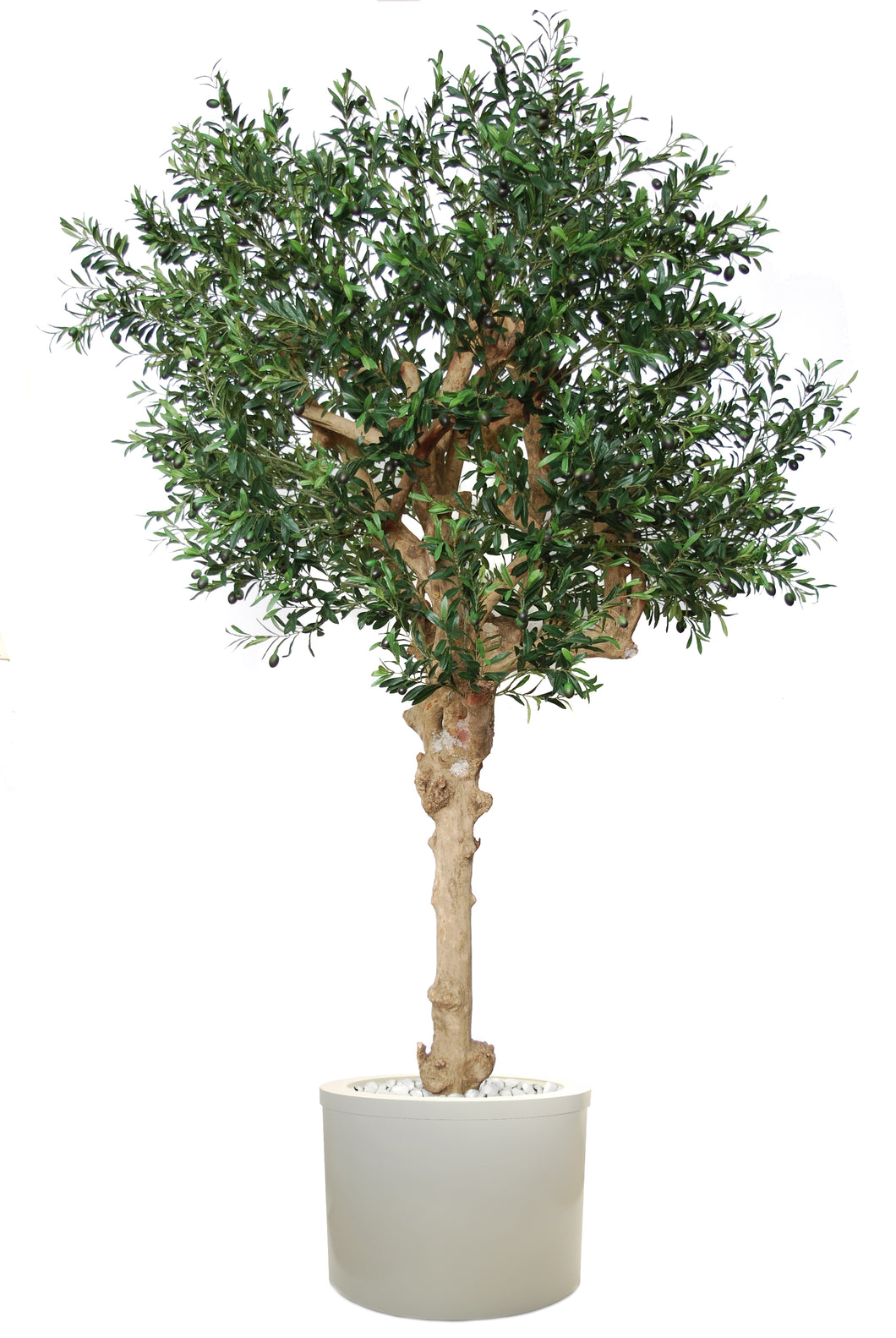 Árbol de tronco real Olivo Aceitunero