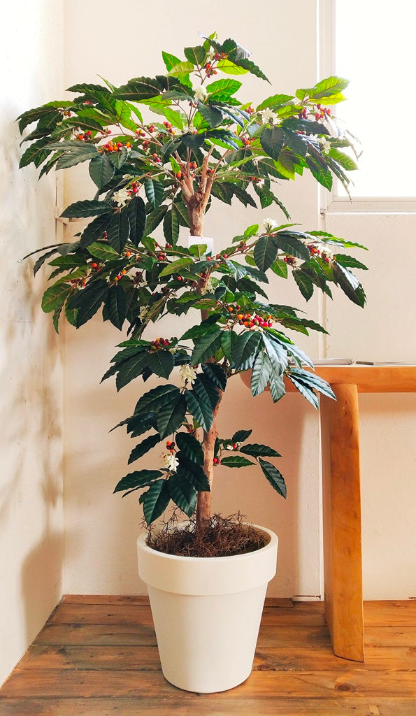 Árbol de tronco real Café (Best Seller)