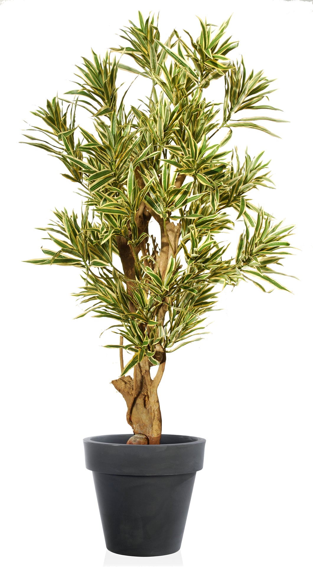 Árbol de tronco real Dracanea Amarilla Especiales