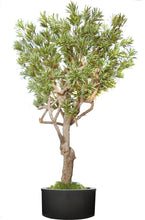 Cargar imagen en el visor de la galería, Árbol de tronco real Dracanea Amarilla Especiales
