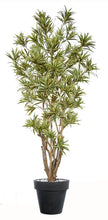 Cargar imagen en el visor de la galería, Árbol de tronco real Dracanea Amarilla (Best Seller)
