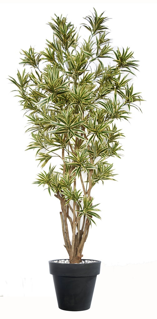 Árbol de tronco real Dracanea Amarilla (Best Seller)