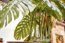 Cargar imagen en el visor de la galería, Monstera gigante
