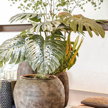 Cargar imagen en el visor de la galería, Monstera gigante
