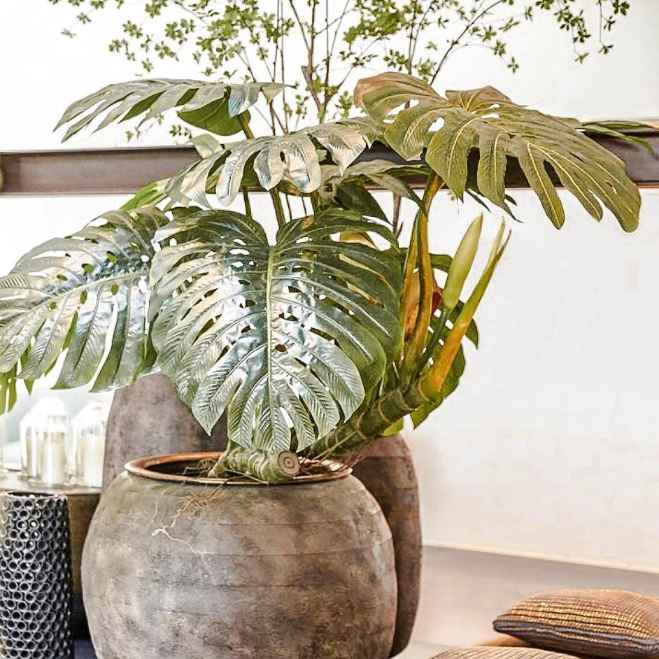 Monstera gigante