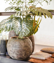 Cargar imagen en el visor de la galería, Monstera gigante
