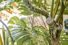Cargar imagen en el visor de la galería, Monstera gigante
