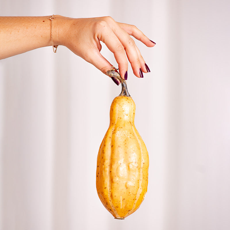 Decoco Productos Calabaza Alargada 2
