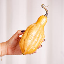 Cargar imagen en el visor de la galería, Decoco Productos Calabaza Alargada 3
