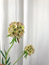 Cargar imagen en el visor de la galería, Decoco Producto Inspo Scabiosa 1
