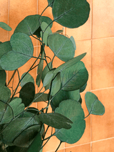 Cargar imagen en el visor de la galería, Eucaliptus Populus Verde 2
