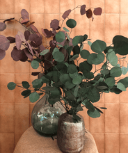 Cargar imagen en el visor de la galería, Eucaliptus Populus Verde Burdeos
