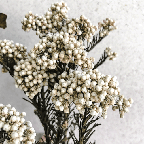 Flor Arroz Blanca