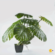 Cargar imagen en el visor de la galería, Monstera Gigante 1
