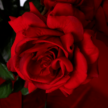 Cargar imagen en el visor de la galería, Rosa roja abierta artificial
