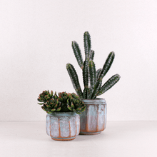 Cargar imagen en el visor de la galería, Cactus Peludo Pequeño
