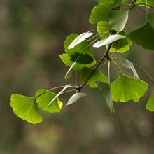 Cargar imagen en el visor de la galería, Árbol Ginkgo Artificial
