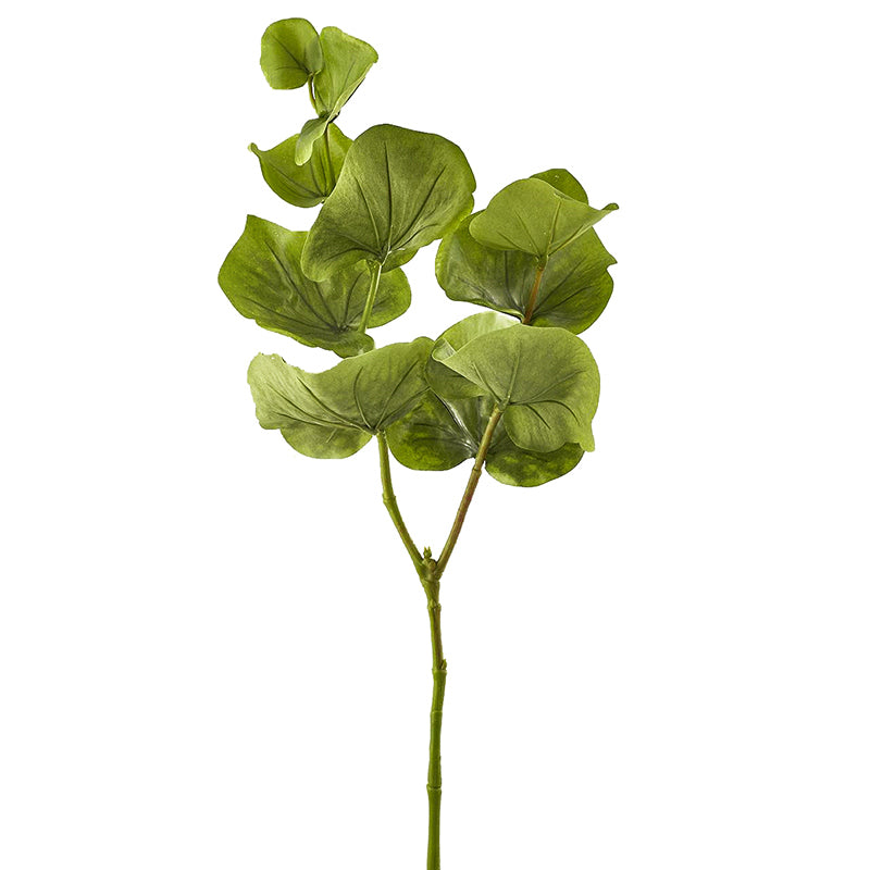 Hoja Begonia