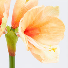Cargar imagen en el visor de la galería, Amaryllis Artificiales

