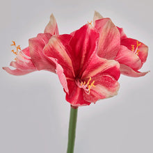 Cargar imagen en el visor de la galería, Amaryllis Artificiales
