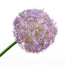 Cargar imagen en el visor de la galería, Allium Lavanda Artificial
