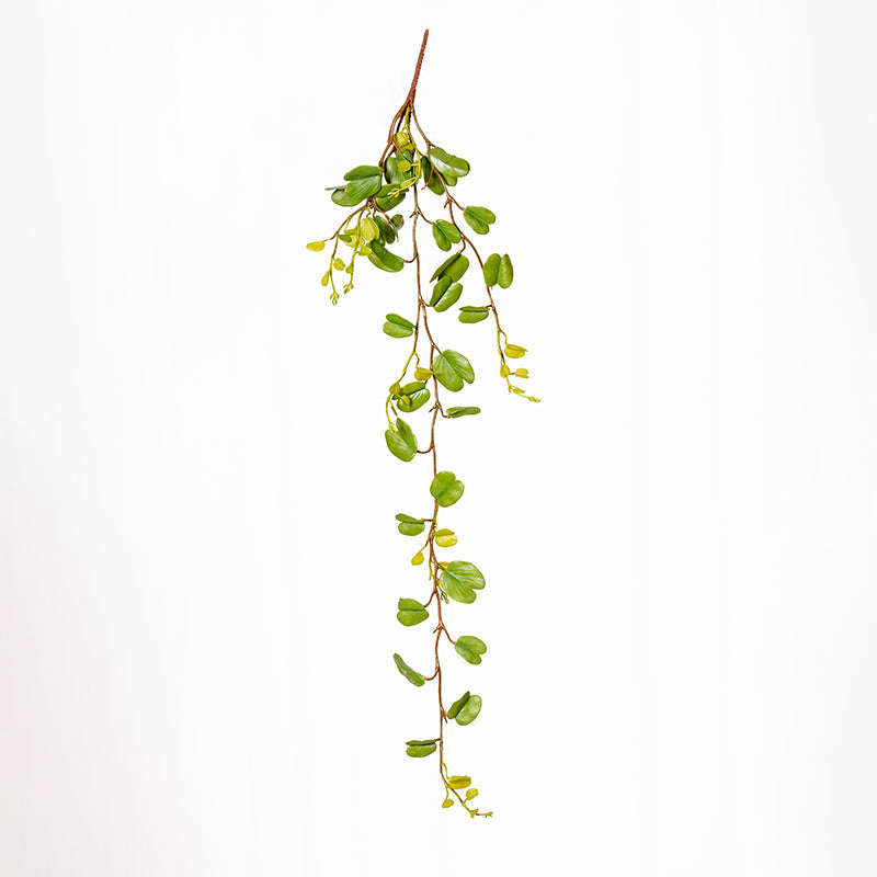 Bauhinia Artificial
