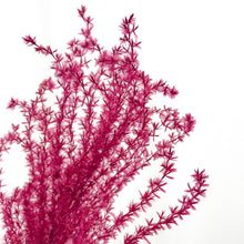 Cargar imagen en el visor de la galería, Pampas Miscanthus Rizadas
