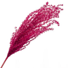 Cargar imagen en el visor de la galería, Pampas Miscanthus Rizadas
