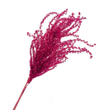 Cargar imagen en el visor de la galería, Pampas Miscanthus Rizadas

