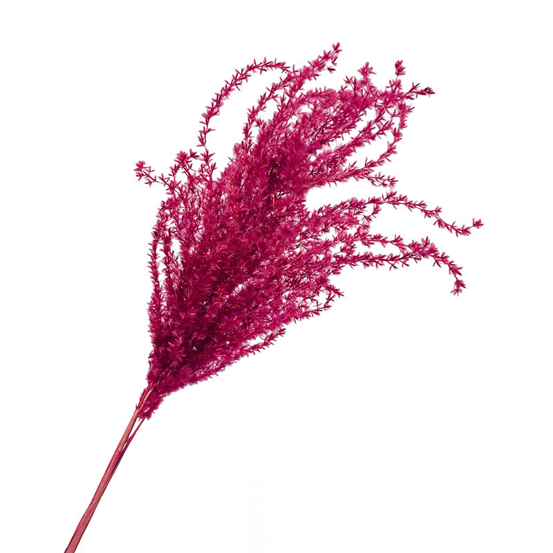 Pampas Miscanthus Rizadas